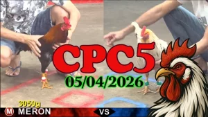 Clip phát lại đá gà Thomo CPC5 hôm nay 05042026