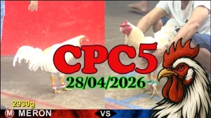 Clip phát lại đá gà Thomo CPC5 hôm nay 28042026