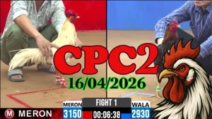 Clip video đá gà thomo CPC2 hôm nay 16042026