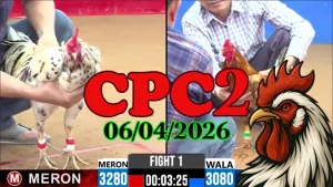 Full Clip Đá Gà Thomo CPC2 06042026