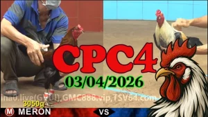 Full Clip Đá Gà Thomo CPC4 Ngày 03042026