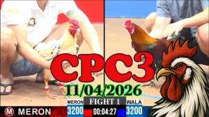 Full Clip Đá Gà Trực Tiếp CPC3 Thomo 11042026