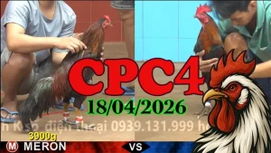 Full Clip Đá Gà Trực Tiếp CPC4 18042026