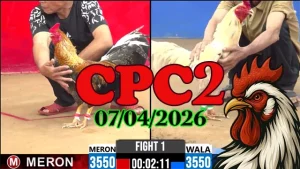 Full Clip Trực Tiếp Đá Gà Thomo CPC2 Ngày 07042026