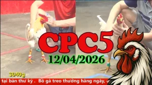 Full Video Đá Gà Trực Tiếp CPC5 Ngày 12042026