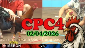 Full Video Phát Lại Đá Gà CPC4 Hôm Nay 02042026
