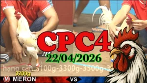 Full Video Phát Lại Đá Gà CPC4 Hôm Nay 22042026