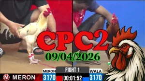 Full clip đá gà Thomo CPC2 hôm nay 09042026