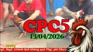 Full clip đá gà trực tiếp CPC5 hôm nay 13042026