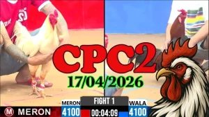 Full clip đá gà trực tiếp Thomo CPC2 17042026