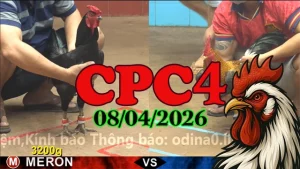 Full clip phát lại đá gà trực tiếp CPC4 ngày 08042026
