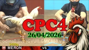 Full clip phát lại đá gà trực tiếp CPC4 ngày 26042026