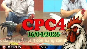 Full video đá gà trực tiếp Thomo CPC4 ngày 16042026