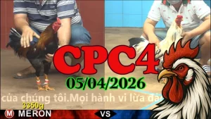 Link Xem Phát Lại Trực Tiếp Đá Gà Thomo CPC4 05042026