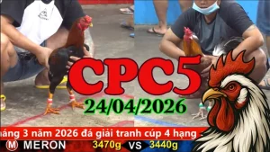 Tổng hợp các trận đá gà trực tiếp Thomo CPC5 ngày 24042026