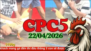 Tổng hợp clip đá gà trực tiếp CPC5 ngày 22042026
