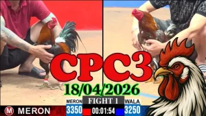 Tổng hợp clip đá gà trực tiếp Thomo CPC3 ngày 18042026