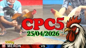 Tổng hợp đá gà CPC5 ngày 25042026