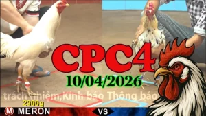 Tổng hợp full clip đá gà trực tiếp Thomo CPC4 hôm nay 10042026