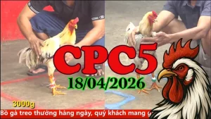 Tổng hợp video đá gà Thomo CPC5 ngày 18042026