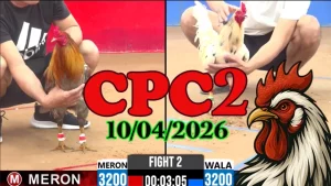 Tổng hợp video đá gà trực tiếp Thomo CPC2 ngày 10042026