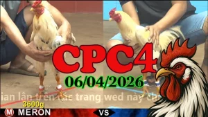Video Clip Đá Gà Thomo CPC4 Ngày 06042026