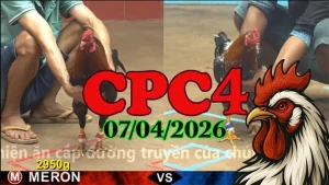 Video Đá Gà Thomo CPC4 Ngày 07042026