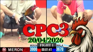 Video clip đá gà Thomo CPC3 hôm nay 20042026