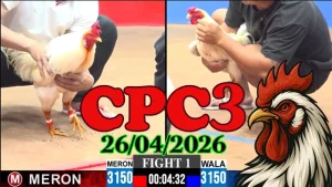 Video clip đá gà Thomo CPC3 hôm nay 26042026