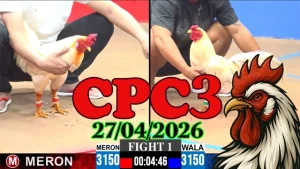 Video clip đá gà Thomo CPC3 hôm nay 27042026