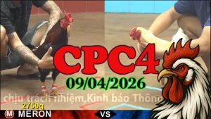 Video clip đá gà trực tiếp Thomo CPC4 ngày 09042026