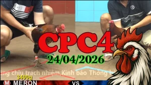 Video đá gà CPC4 trực tiếp ngày 24042026