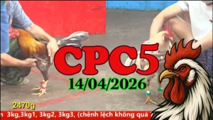 Video đá gà Thomo CPC5 ngày 14042026