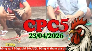 Video đá gà Thomo CPC5 trực tiếp 23042026