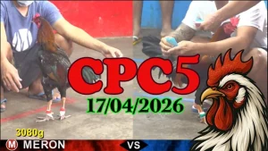 Video đá gà Thomo CPC5 trực tiếp ngày 17042026