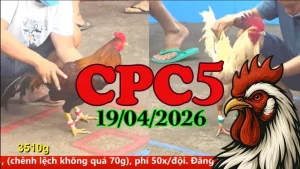 Video đá gà Thomo CPC5 trực tiếp ngày 19042026