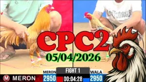 Video đá gà thomo CPC2 ngày 05042026