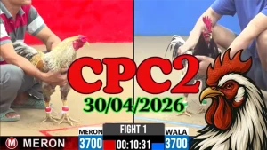 Video đá gà trực tiếp CPC2 ngày 30042026