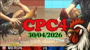 Video đá gà trực tiếp CPC4 hôm nay 30042026