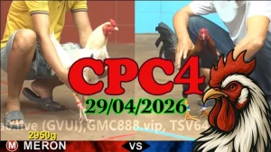 Video đá gà trực tiếp CPC4 ngày 29042026