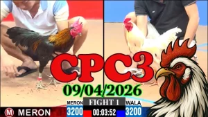 Video đá gà trực tiếp Thomo CPC3 hôm nay 09042026