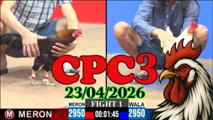 Video đá gà trực tiếp Thomo CPC3 ngày 23042026
