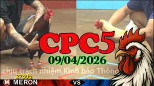 Video đá gà trực tiếp Thomo CPC5 hôm nay 09042026