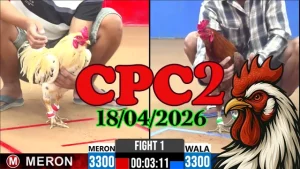 Video phát lại đá gà trực tiếp Thomo CPC2 ngày 18042026