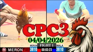 Video xem lại đá gà Thomo CPC3 04042026