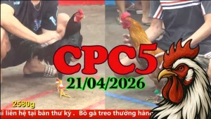 Xem Lại Đá Gà Thomo CPC5 Ngày 21042026
