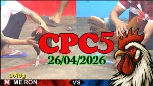 Xem Lại Đá Gà Thomo CPC5 Ngày 26042026