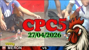 Xem Lại Đá Gà Thomo CPC5 Ngày 27042026