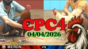 Xem Lại Full Clip Đá Gà Thomo CPC4 Ngày 04042026