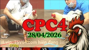 Xem Lại Full Clip Đá Gà Thomo CPC4 Ngày 28042026